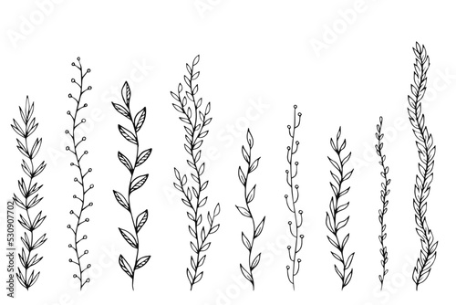 Leinwand Poster Leafs plants hand draw vector