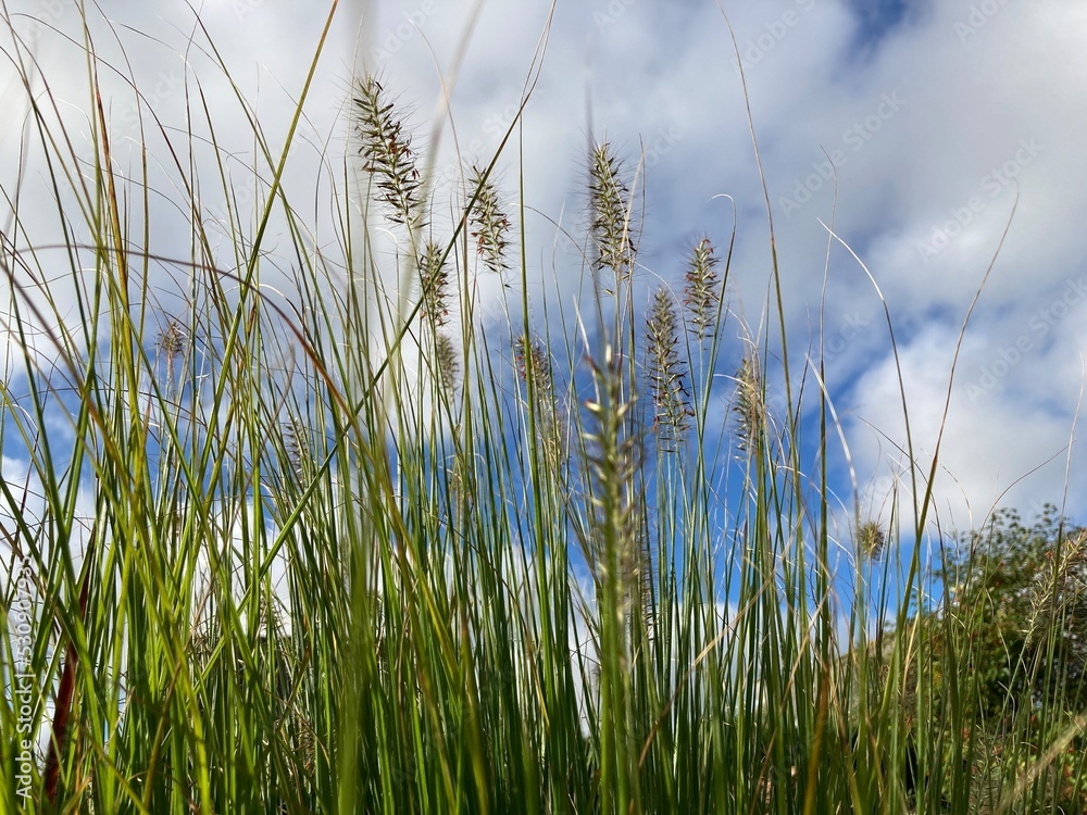 Green grasses grow against blue sky with white clouds
