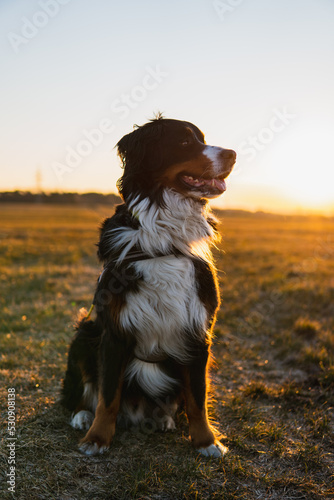 sunset dog