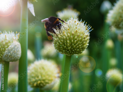 A bumblebee collects nectar from an onion flower