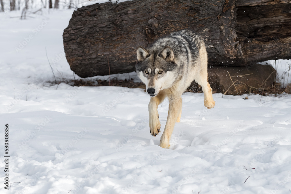Naklejka premium Grey Wolf (Canis lupus) Trots Away From Log Winter