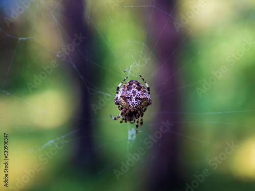 European garden spider, diadem spider, orangie, cross spider and crowned orb weaver. Araneus diadematus