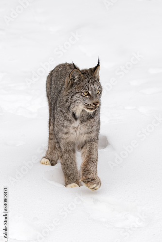 Canadian Lynx (Lynx canadensis) Stops Suddenly Paw Up Winter
