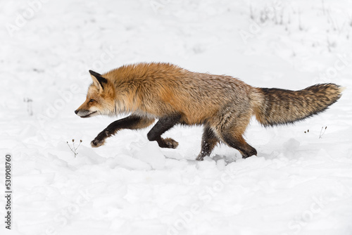 Red Fox (Vulpes vulpes) Runs Left Front Paws Up Winter © geoffkuchera