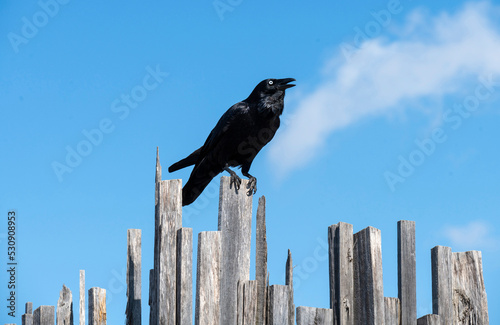 Australian Raven (Corvus coronoides) photo