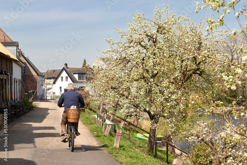 Cyclist with a white dog in a basket cycles on the dike with flowering fruit trees along the river Linge near the Dutch village of Acquoy in the Betuwe. photo