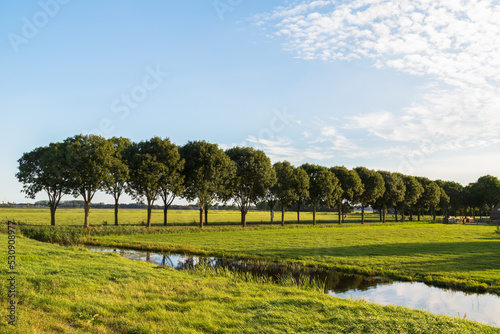 Fotografia Row of trees in the polder landscape in Eemland.