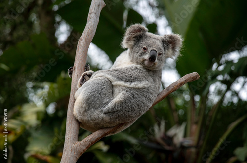 Koala ( Phascolarctos cinereus)