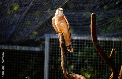 Nankeen Kestrel  Falco cenchroides 