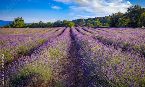 Full bloom flowers create purple lavender field in Luberon