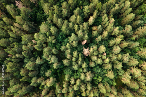 Top down view of pine forest, woodland aerial shot © Leonid