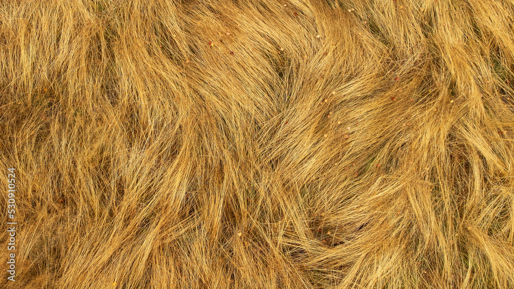 Fototapeta premium Dried grass blown by the wind in a clearing in the Black Forest