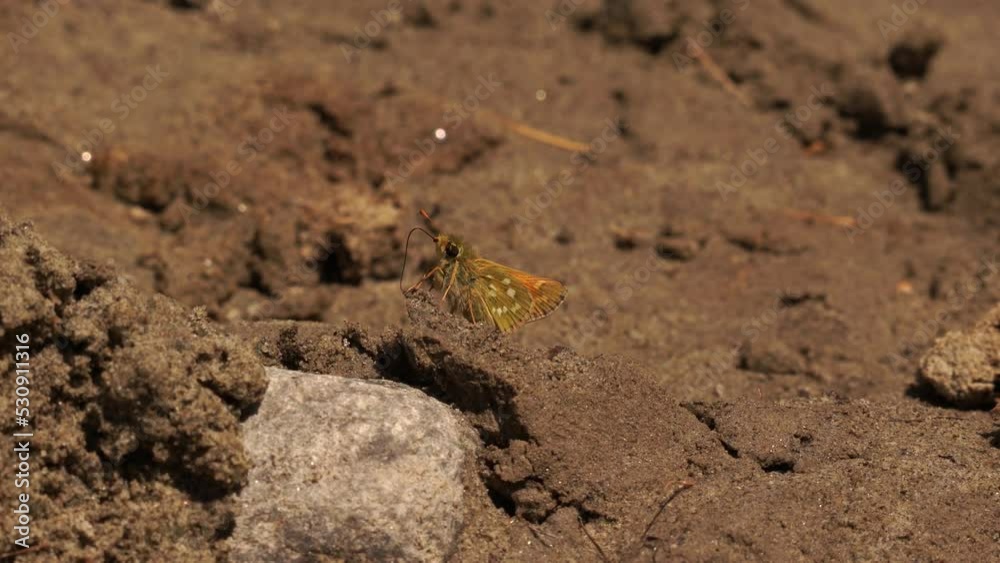 Hesperia comma: the silver-spotted skipper or common branded skipper searching for minerals Hesperia comma: the silver-spotted skipper or common branded skipper searching for minerals