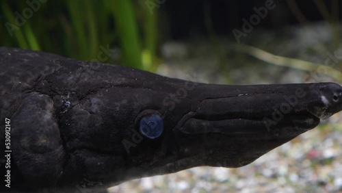 Close up of  Alligator gar Fish head photo