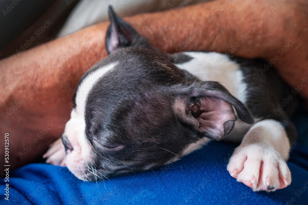 Boston Terrier puppy being held and cuddled in the arms of a senior man. Boston Terrier puppy being held and cuddled in the arms of a senior man.