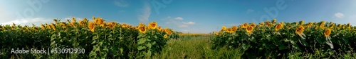 Sunflower field in the afternoon. Panorama of beautiful nature landscape. Farm field idyllic scene