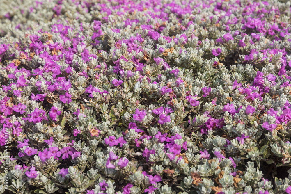 Fototapeta premium Leucophyllum candidum 'Thunder Cloud' in an urban landscape