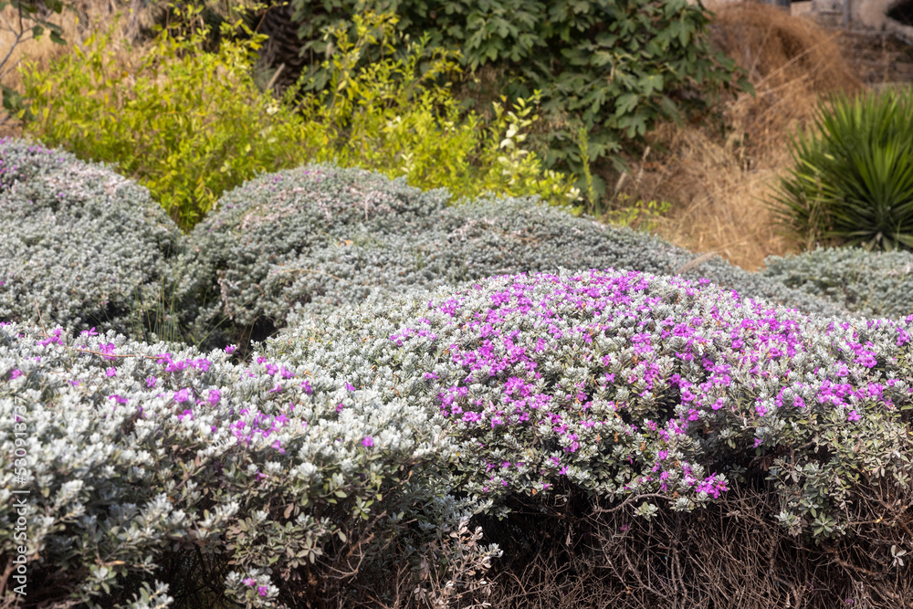 Obraz premium Leucophyllum candidum 'Thunder Cloud' in an urban landscape