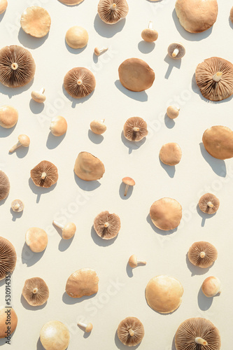 Wild mushrooms on a cream background. Autumn concept.