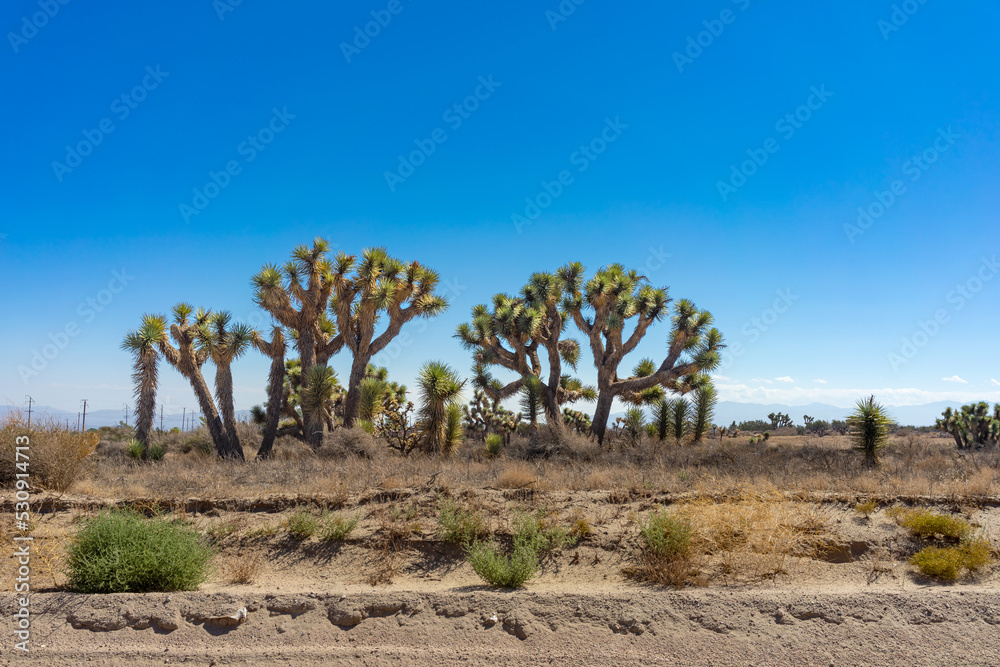 A grove of Joshua Trees in the Baldy Mesa area of the Mojave Desert in California A grove of Joshua Trees in the Baldy Mesa area of the Mojave Desert in California