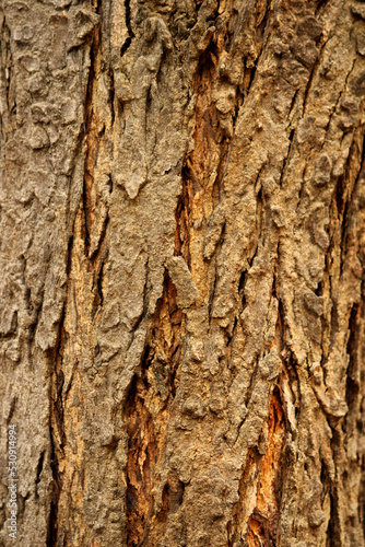 Neem Bark Texture, Vijayapura, Karnataka.