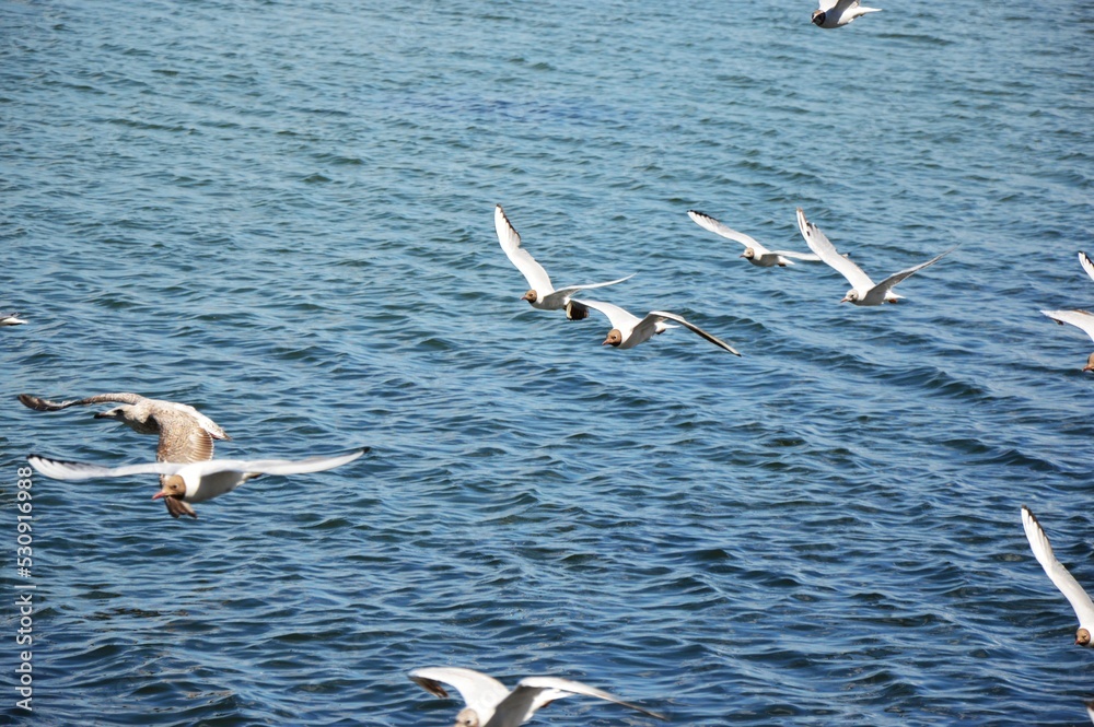 seagull seagull