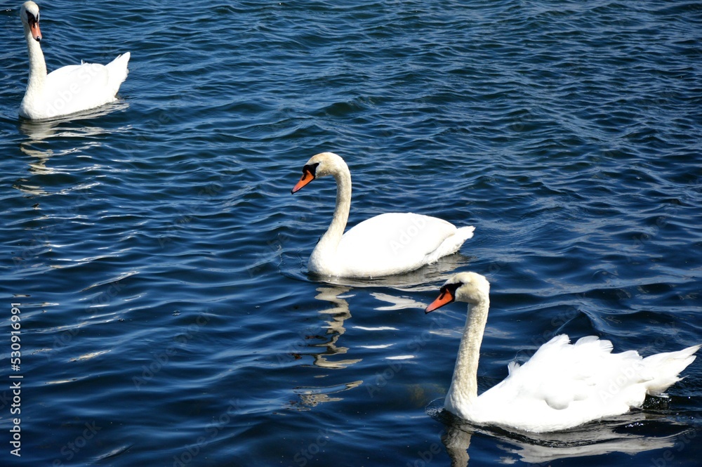 Swans Swans