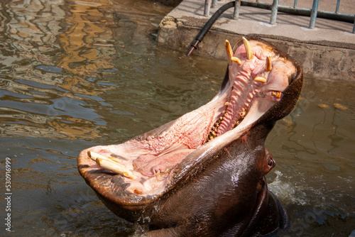 Tablou canvas hippopotamus that has an open mouth