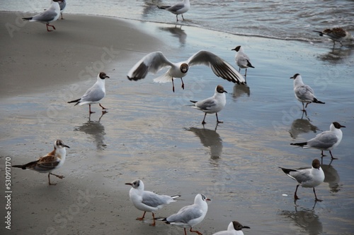 seagull © Anna