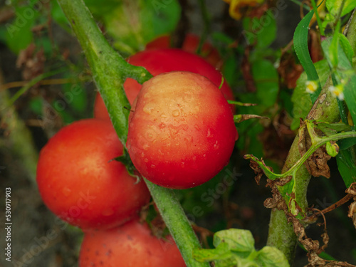 Ogród po deszczu. Krzaki pomidorów z dojrzałymi, czerwonymi owocami, liśćmi i łodygami pokrytymi kroplami deszczu. 