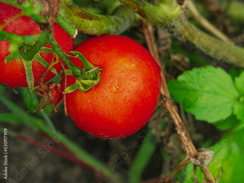 Ogród po deszczu. Krzaki pomidorów z dojrzałymi, czerwonymi owocami, liśćmi i łodygami pokrytymi kroplami deszczu. 