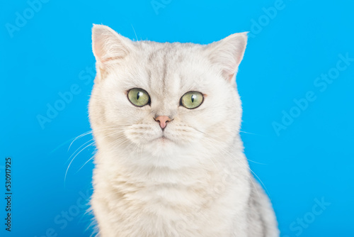 Close up of adorable white british cat on a blue background,