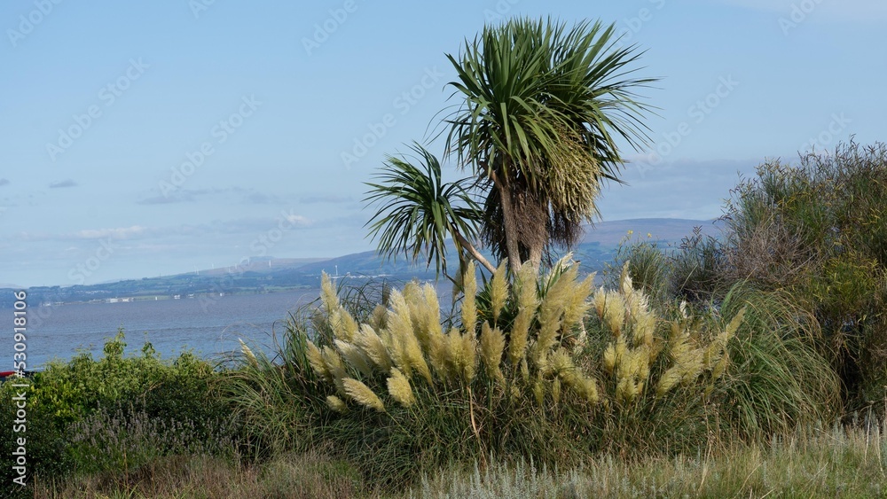 A palm tree surrounded by tall grass