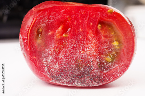 a piece of tomato covered with white and black mold. © andrey