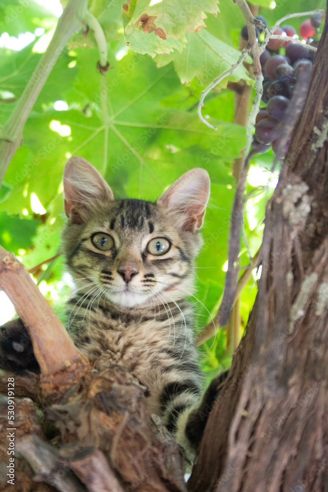 Pequeño gato curioso posando sobre una parra para la cámara Pequeño gato curioso posando sobre una parra para la cámara