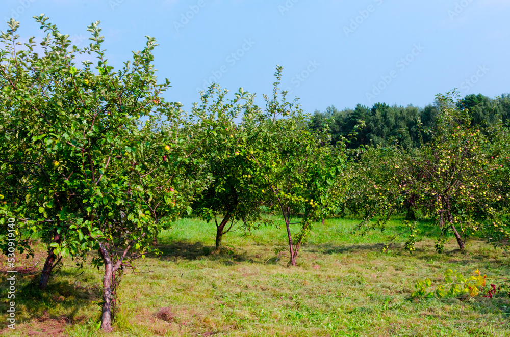 apple trees in the field in the summer