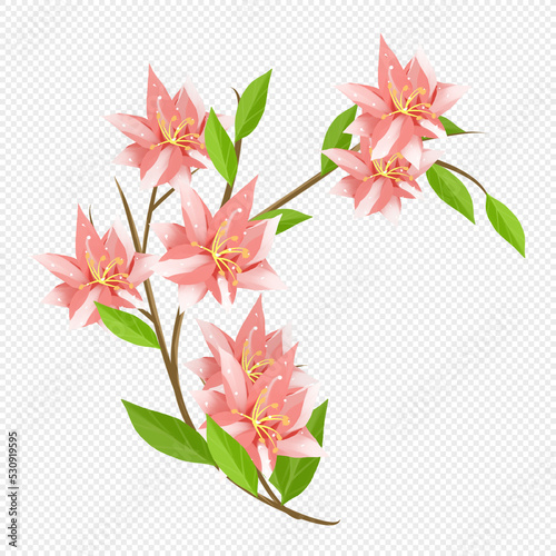 pink lily flower