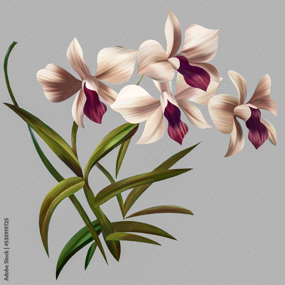 pink and white orchid pink and white orchid