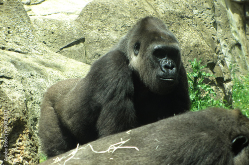 Gorila  photo
