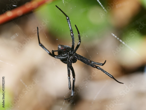 western black widow spider on a web