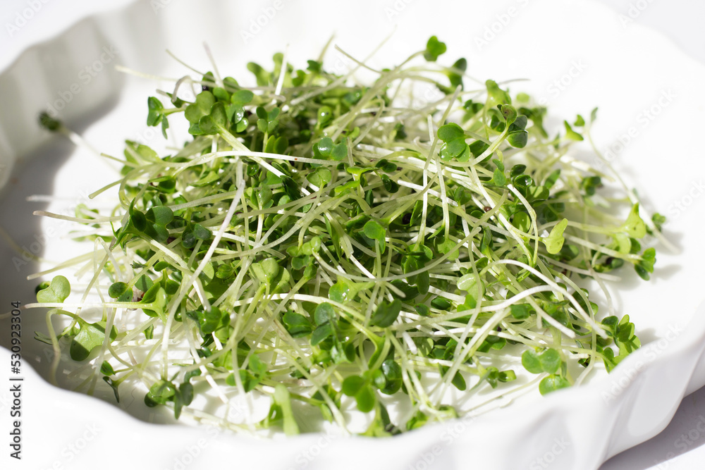 Organic kale sprouts. Healthiest vegetables concept Organic kale sprouts. Healthiest vegetables concept