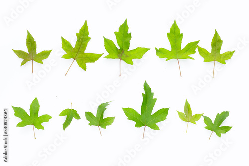 Green maple leaves on white background