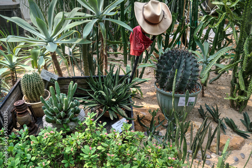 Cowboy-themed Cactus Garden.