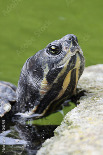 The red-eared slider or red-eared terrapin (Trachemys scripta elegans) photo
