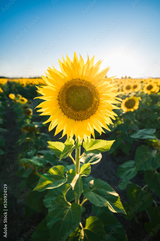 Obraz premium Close up of sunflower in a field of flowers on a summer day.