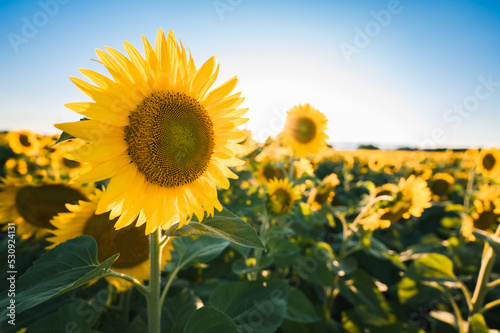 Fototapeta Naklejka Na Ścianę i Meble -  Close up of sunflower in a field of flowers on a summer day.
