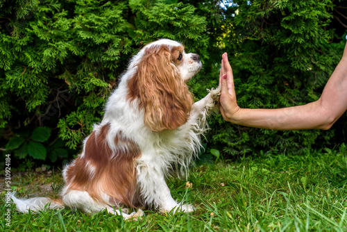 Young woman teaching his dog cavalier outdoors. Hi five! photo