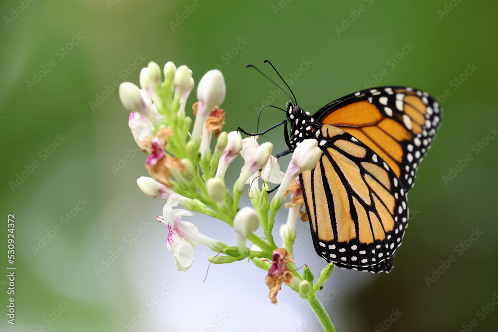 The monarch butterfly or simply monarch (Danaus plexippus) is a milkweed butterfly The monarch butterfly or simply monarch (Danaus plexippus) is a milkweed butterfly