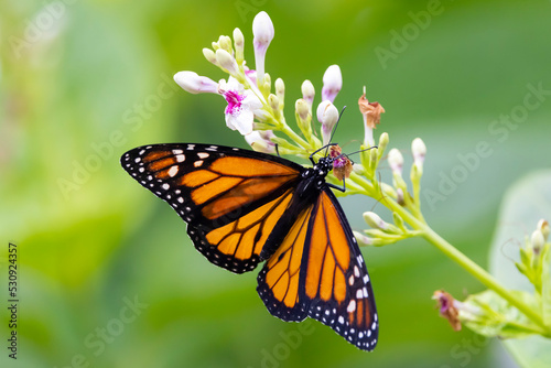 The monarch butterfly or simply monarch  Danaus plexippus  is a milkweed butterfly