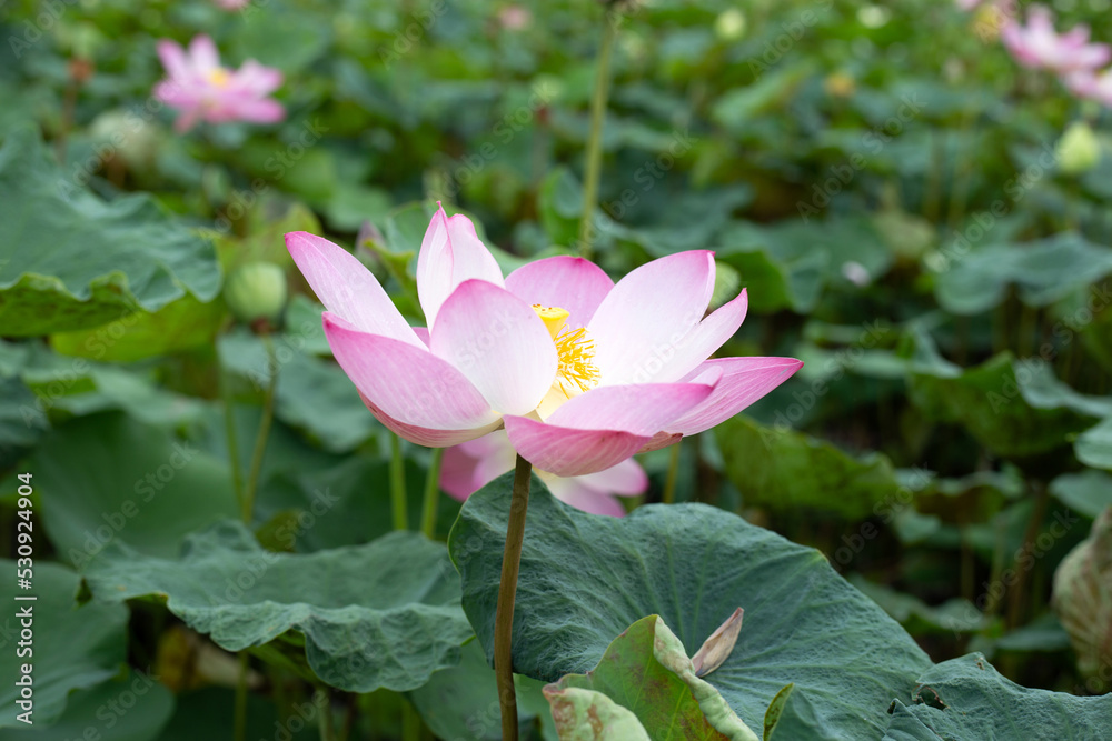 Pink lotus flower blooming in pond with green leaves Pink lotus flower blooming in pond with green leaves
